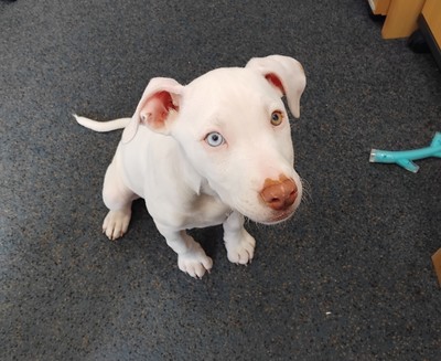 Willow - Medium Cross Breed