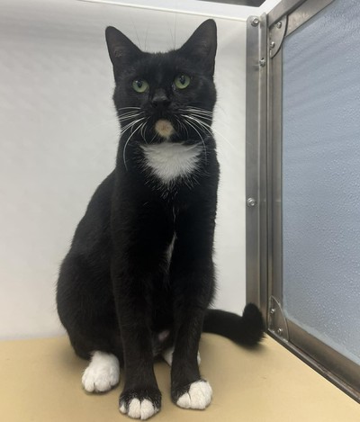 Ember - Domestic Short Hair