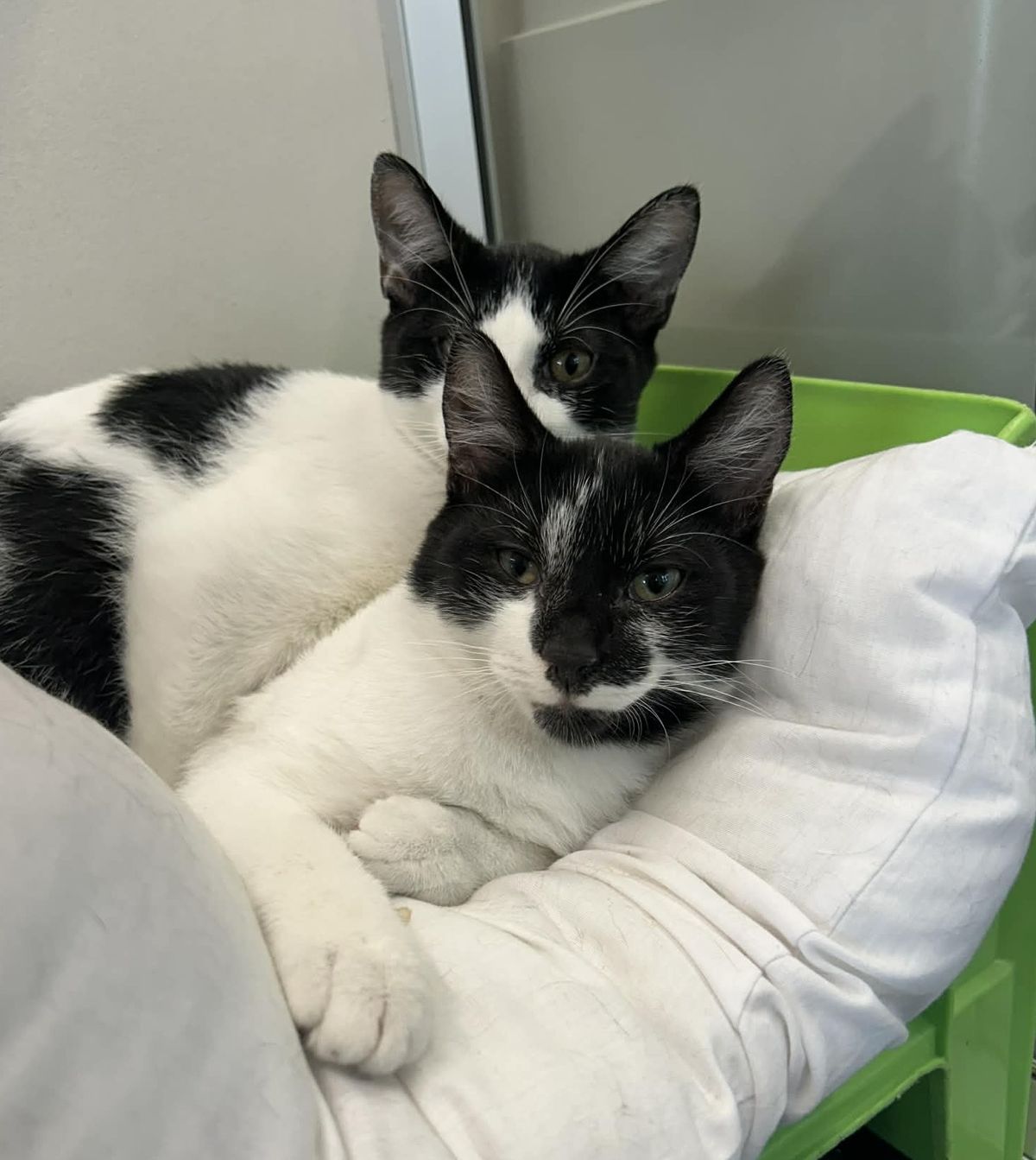 Gallery image: Chubbs