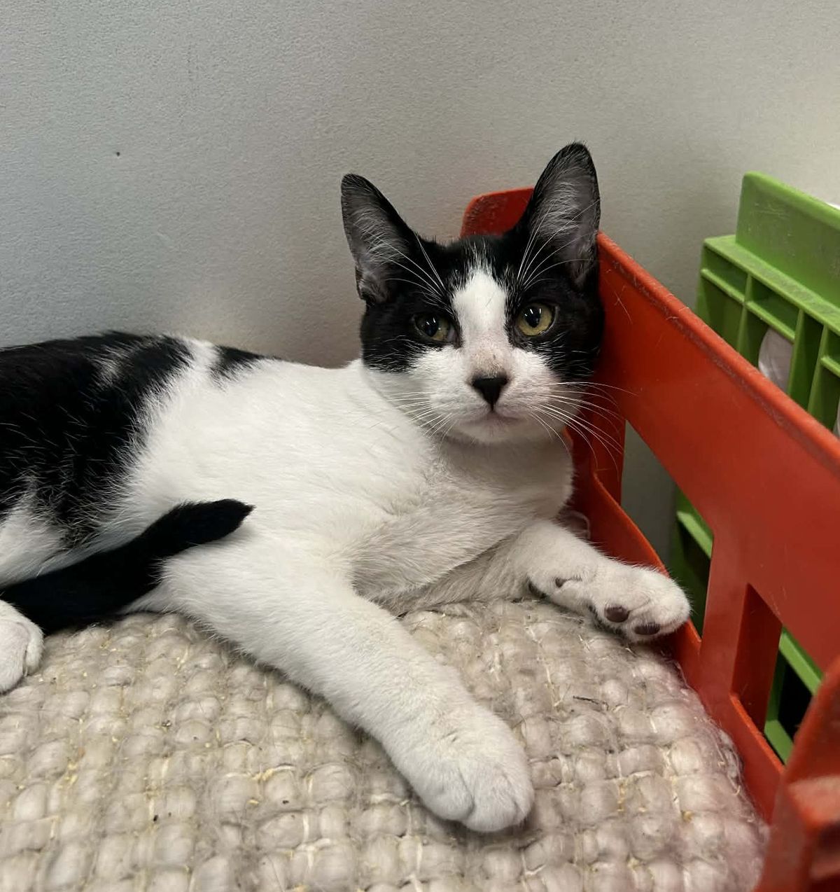 Gallery image: Chubbs