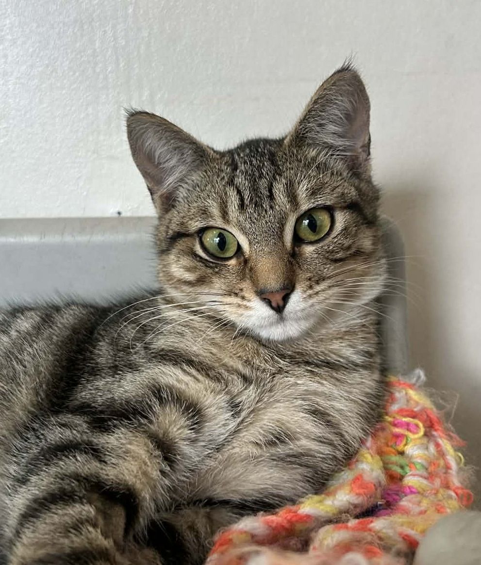 Gallery image: Angelo