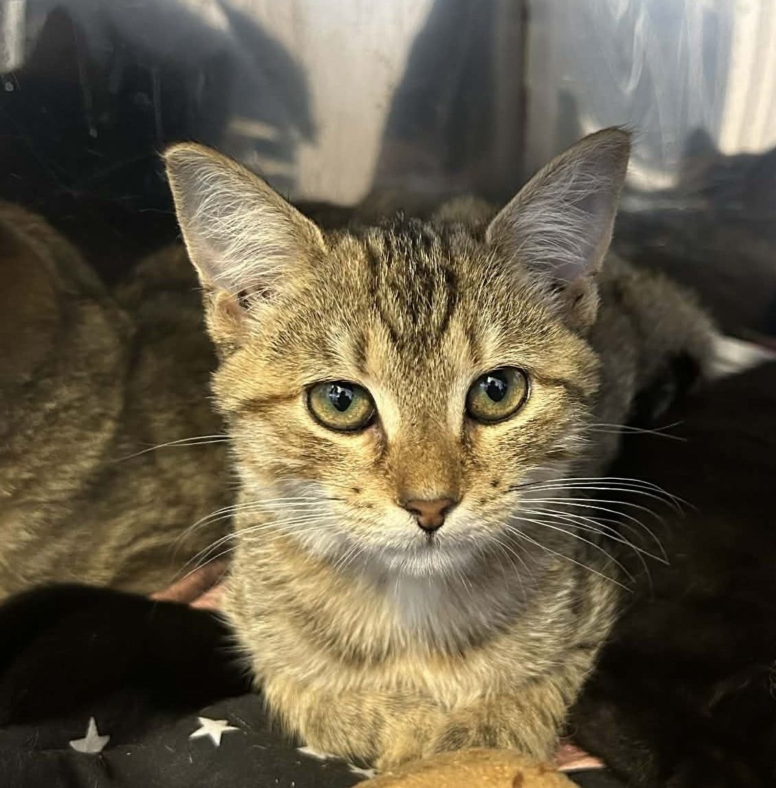 Gallery image: Sateen