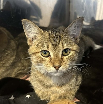 Sateen - Domestic Short Hair