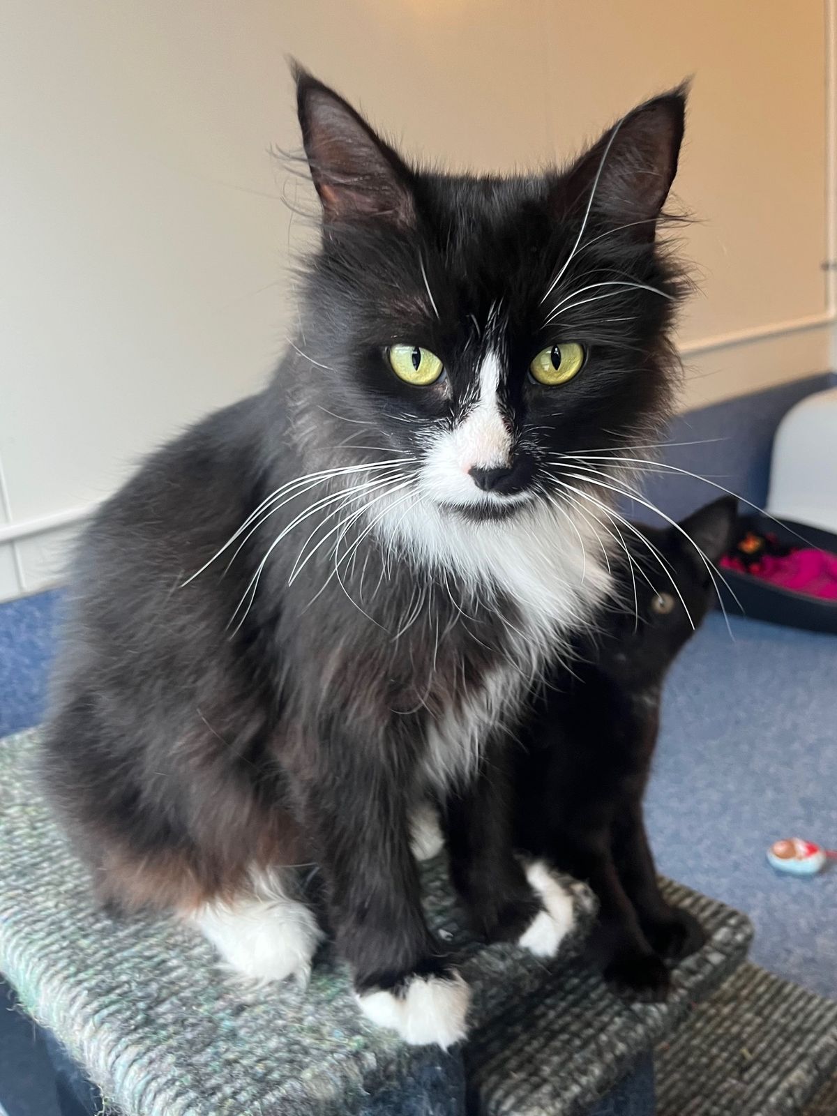 Gallery image: Gracie