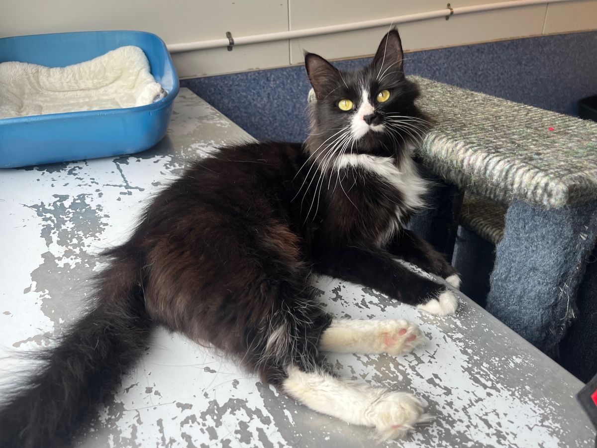 Gallery image: Gracie