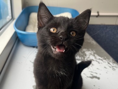 Muffin - Domestic Short Hair