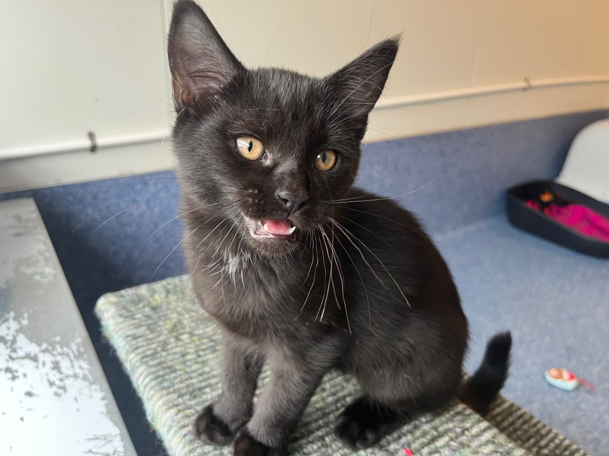 Gallery image: Muffin