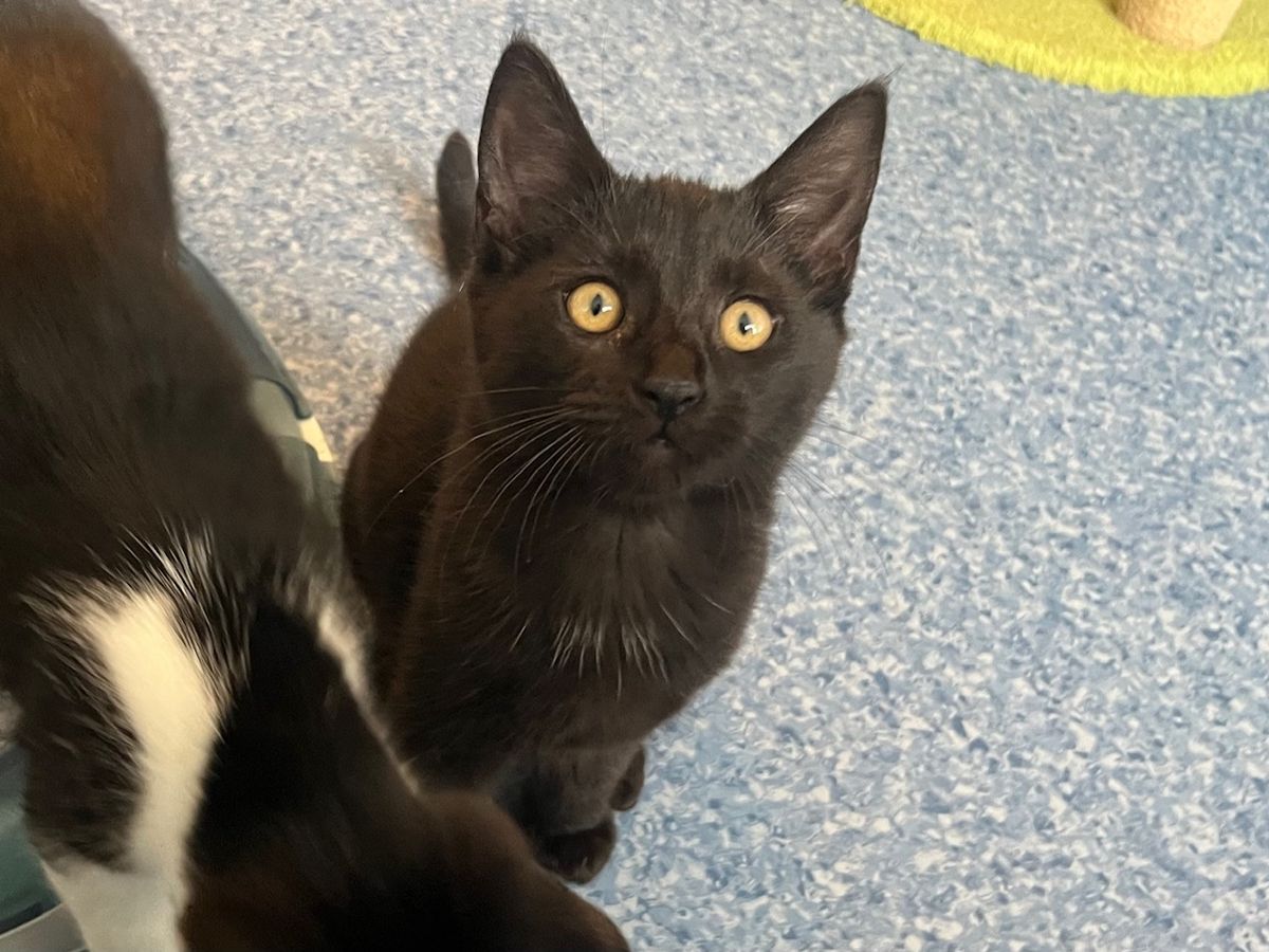 Gallery image: Crumpet