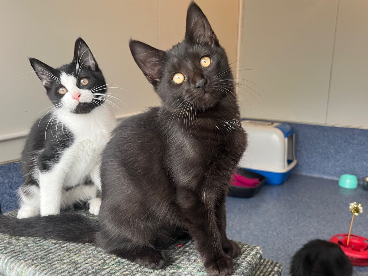 Gallery image: Crumpet