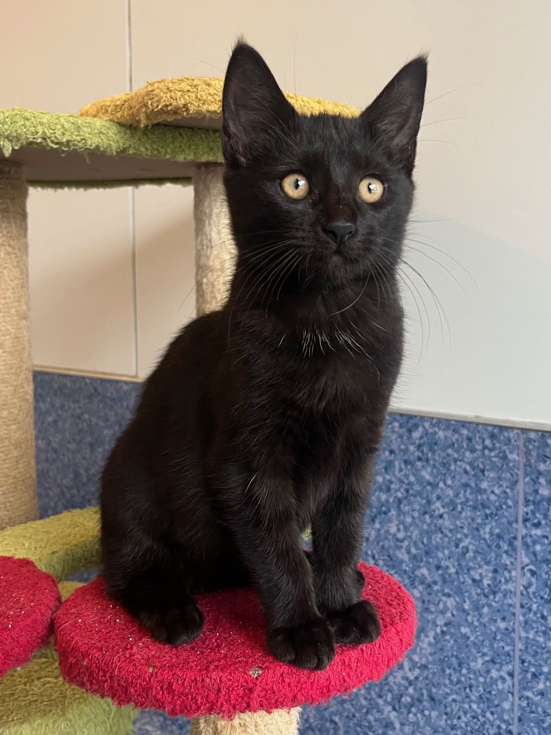 Gallery image: Crumpet