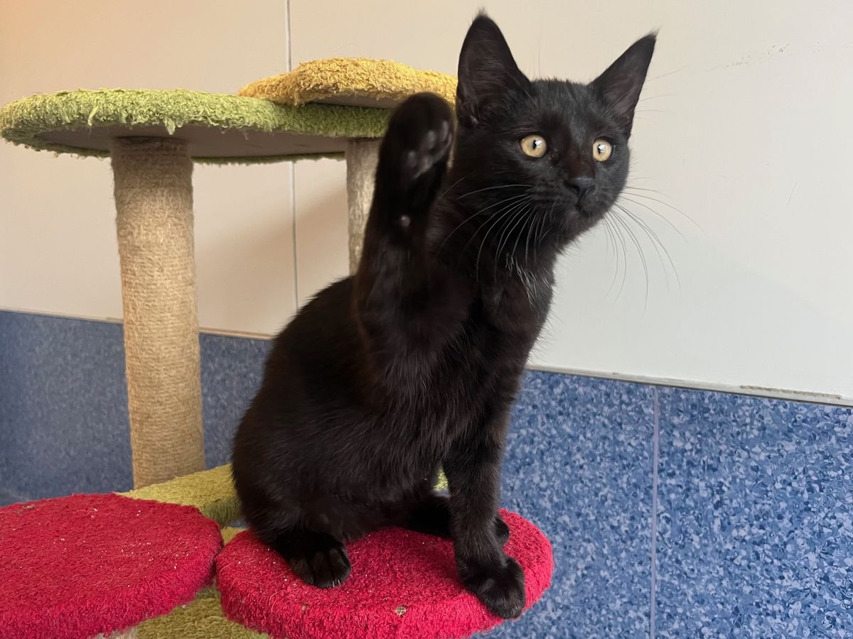 Gallery image: Crumpet