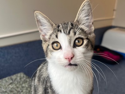 Boots  - Domestic Short Hair