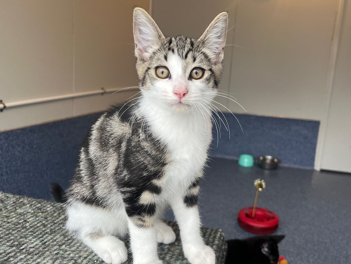 Gallery image: Boots 