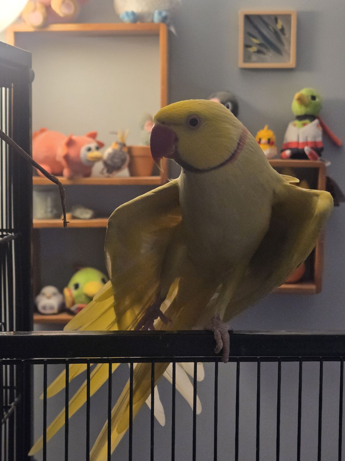 Gallery image: Pecorino