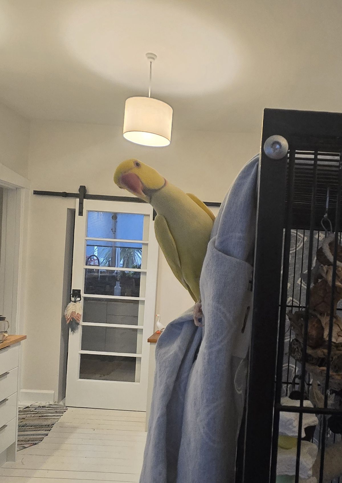 Gallery image: Pecorino