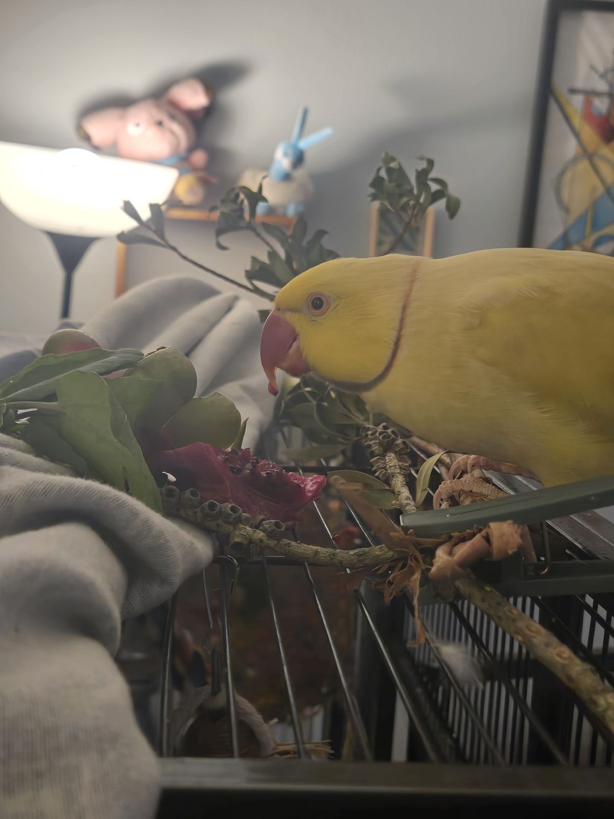 Gallery image: Pecorino