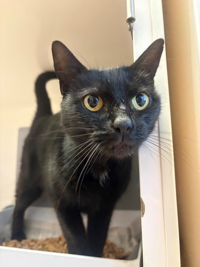 Licorice - Domestic Short Hair