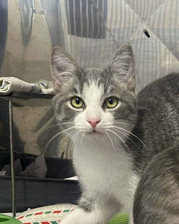 Gallery image: Dudley