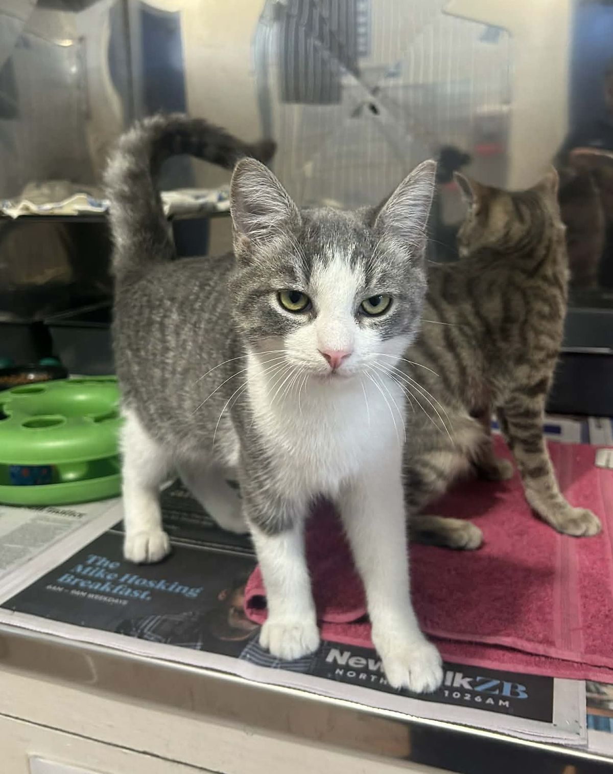 Gallery image: Dudley