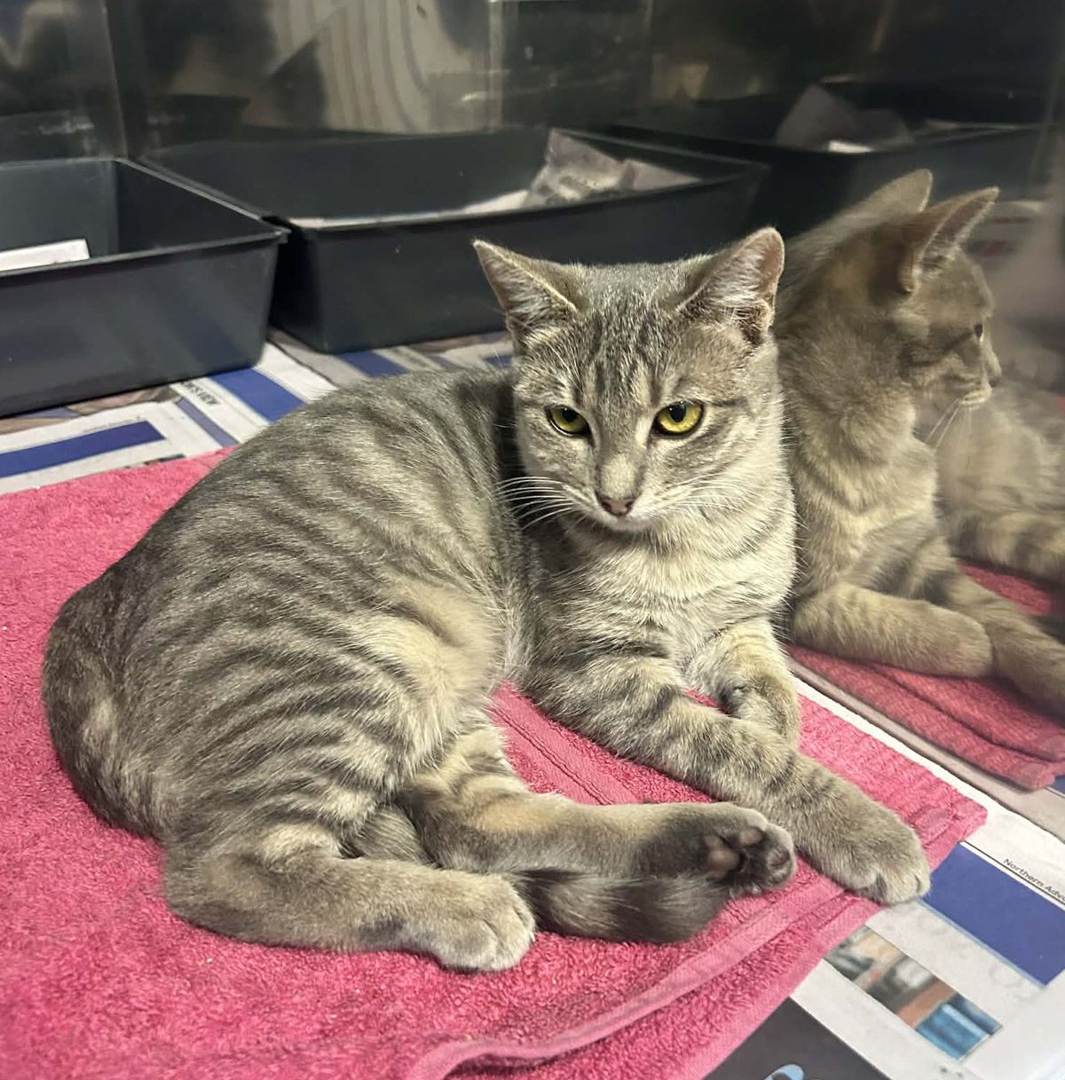 Gallery image: Tootsie