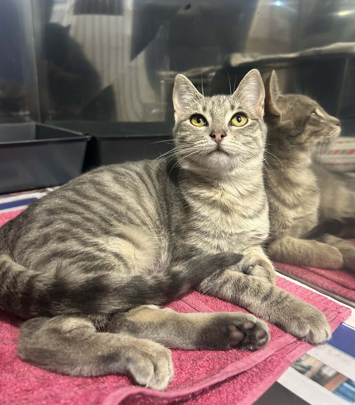 Gallery image: Tootsie