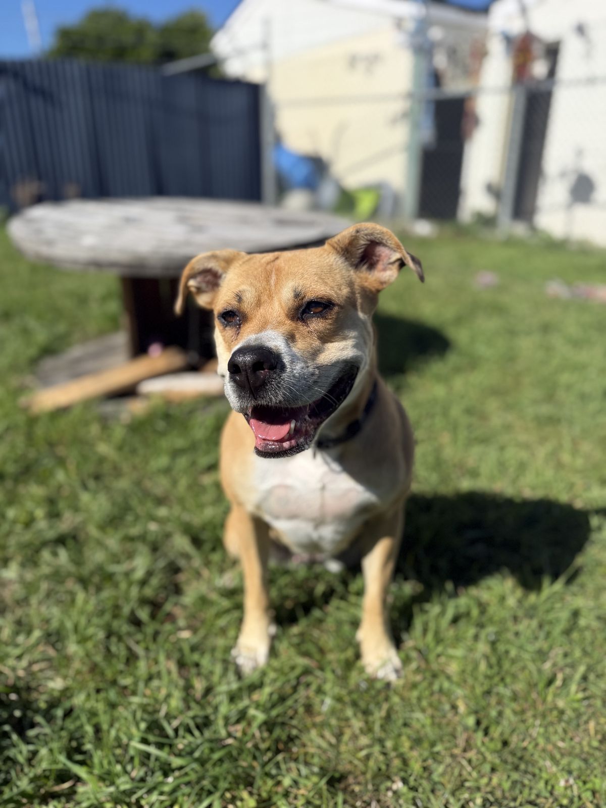 Gallery image: Lacey