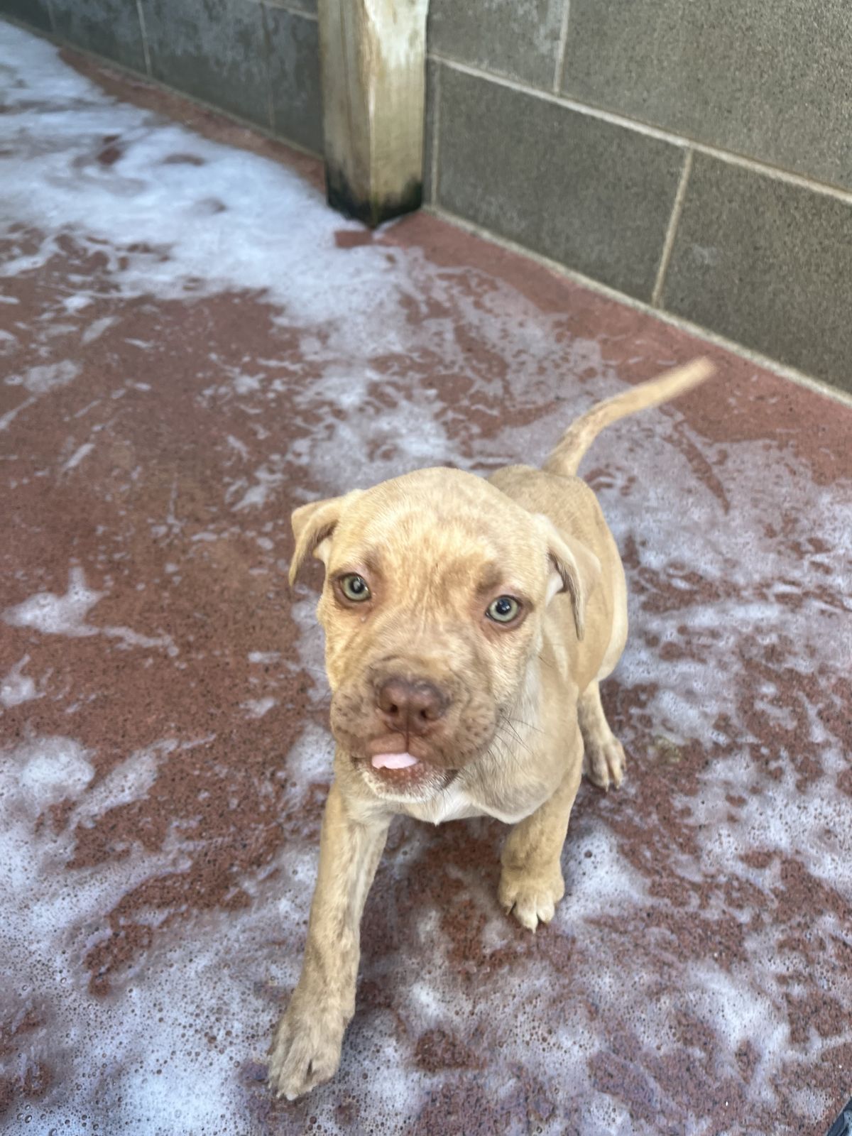 Gallery image: Falcon