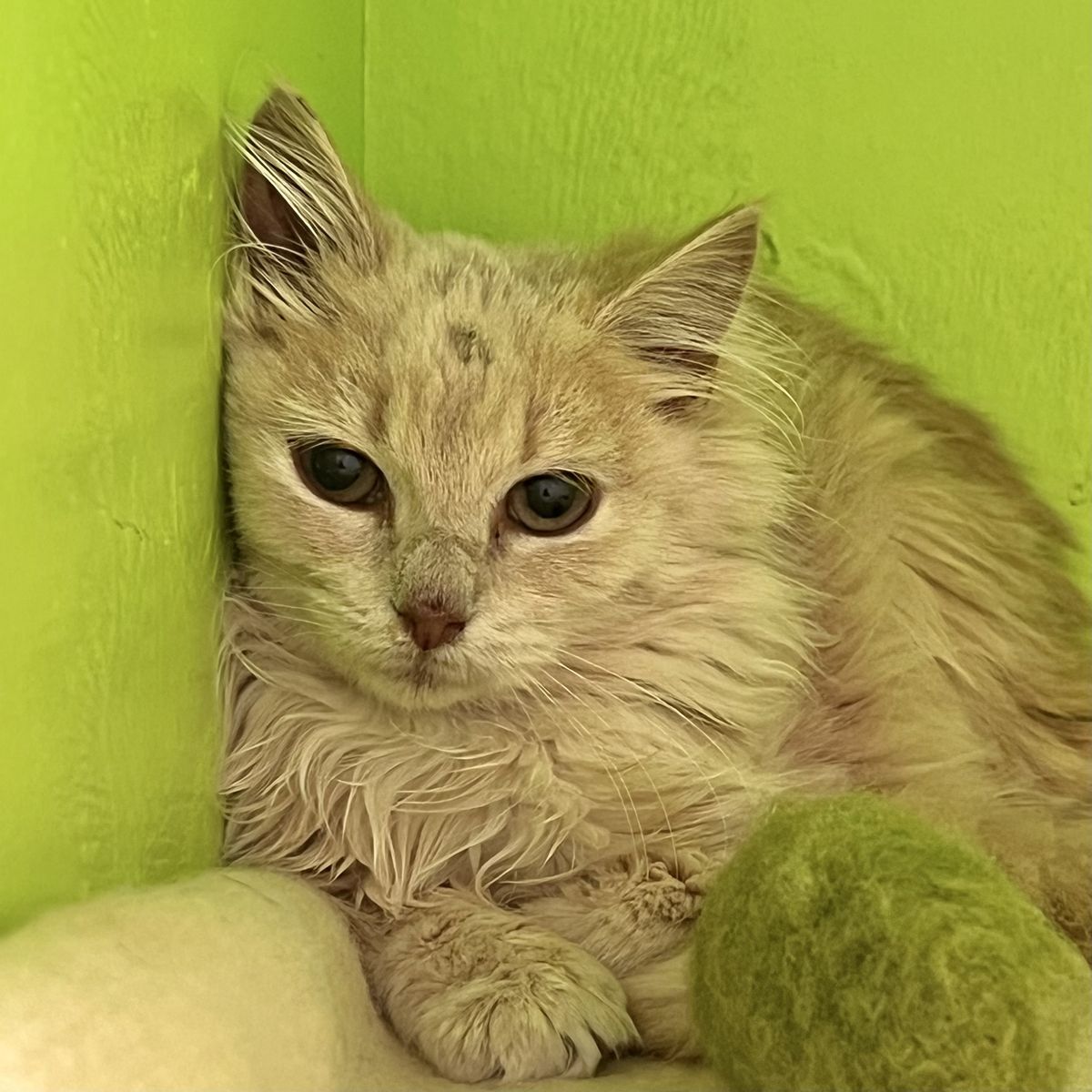 Gallery image: Zanzi