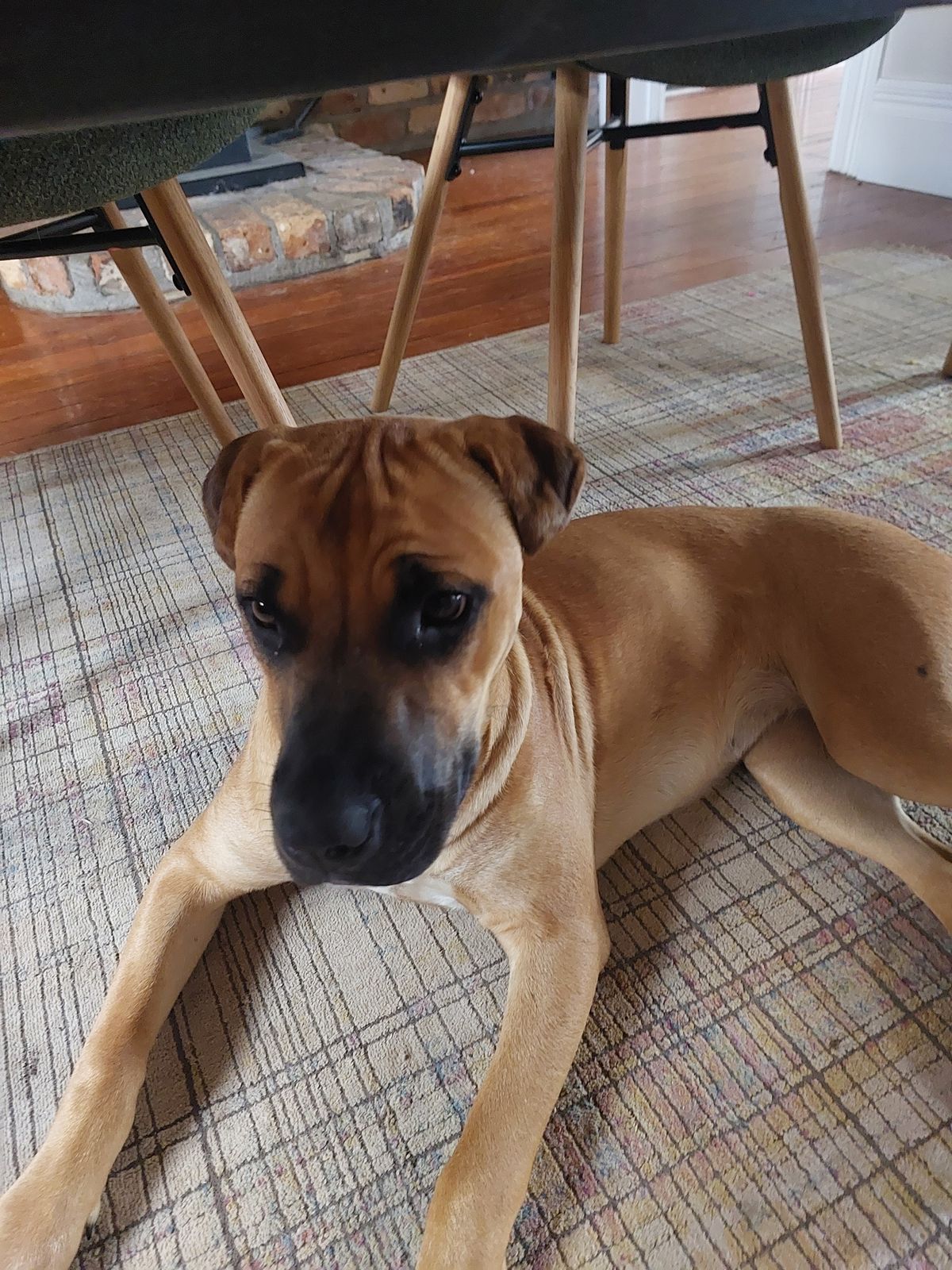 Gallery image: Cashew