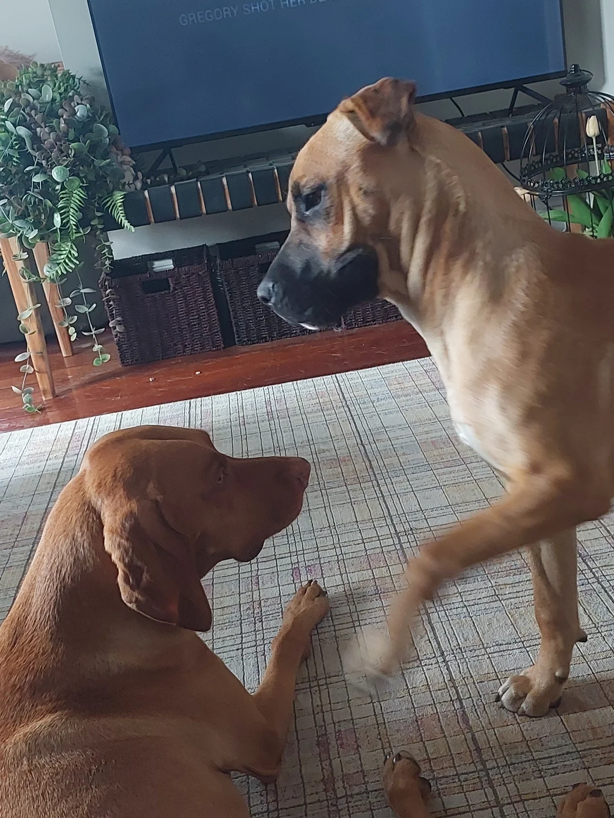 Gallery image: Cashew