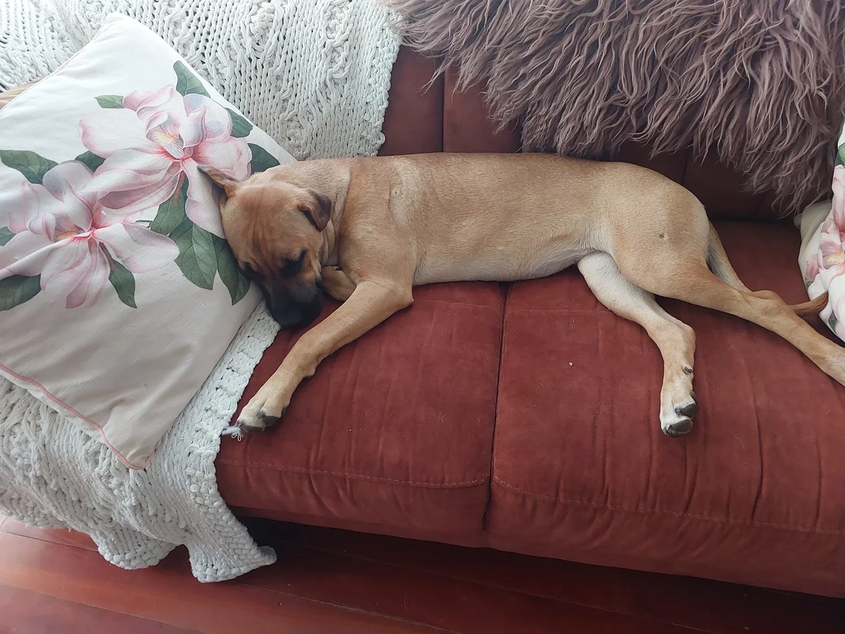 Gallery image: Cashew