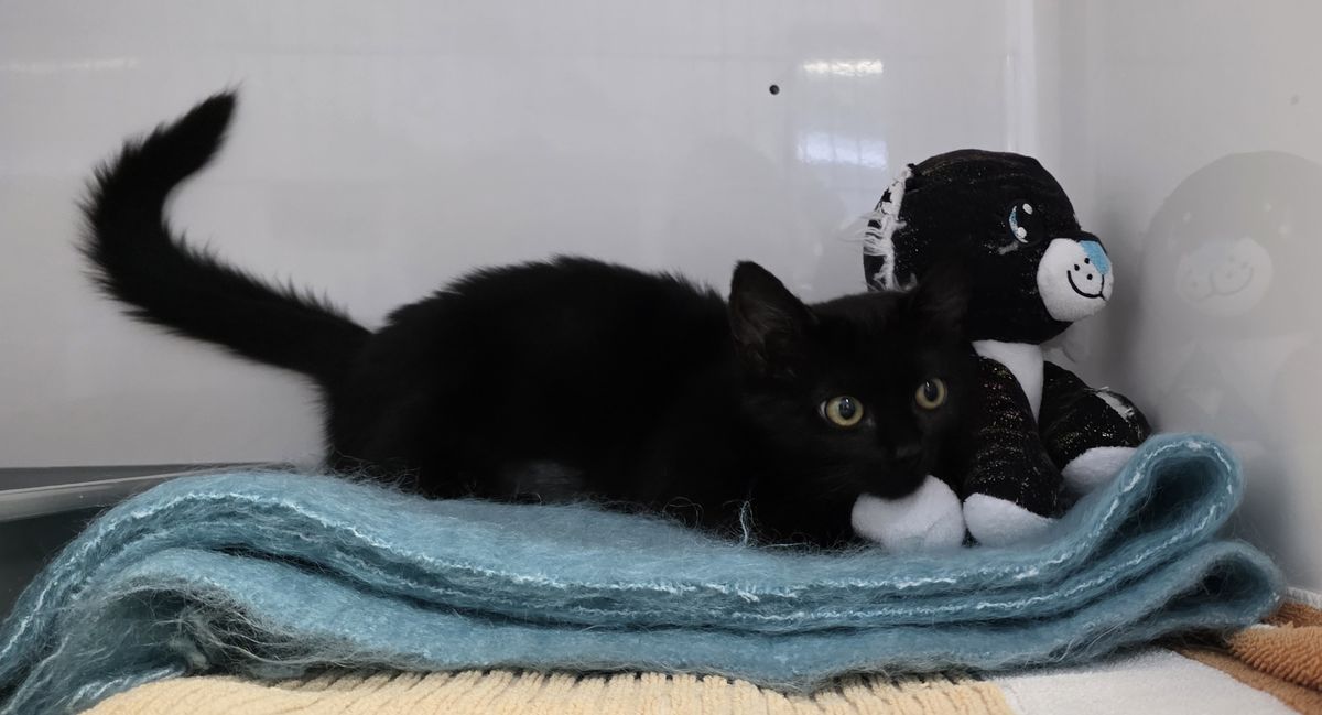 Gallery image: Helaena