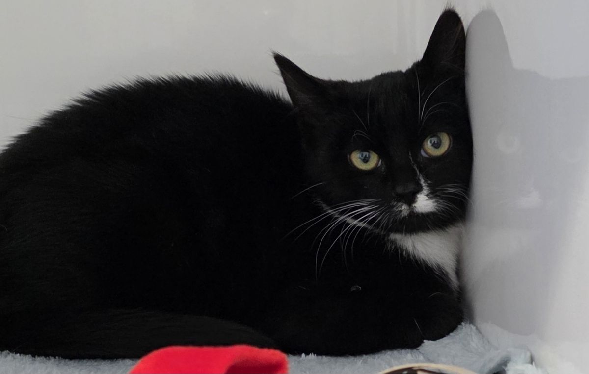 Gallery image: Angelfish