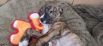 Doug Funnie - Mastiff