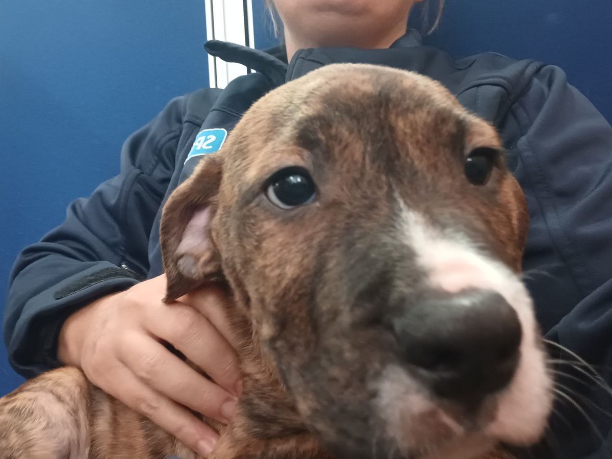 Gallery image: Doug Funnie