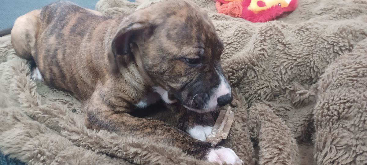 Gallery image: Doug Funnie