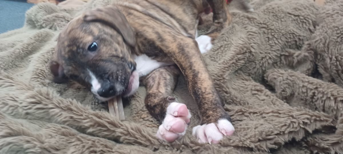 Gallery image: Doug Funnie