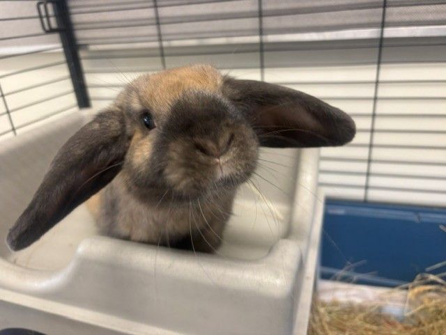 Gallery image: Brownie