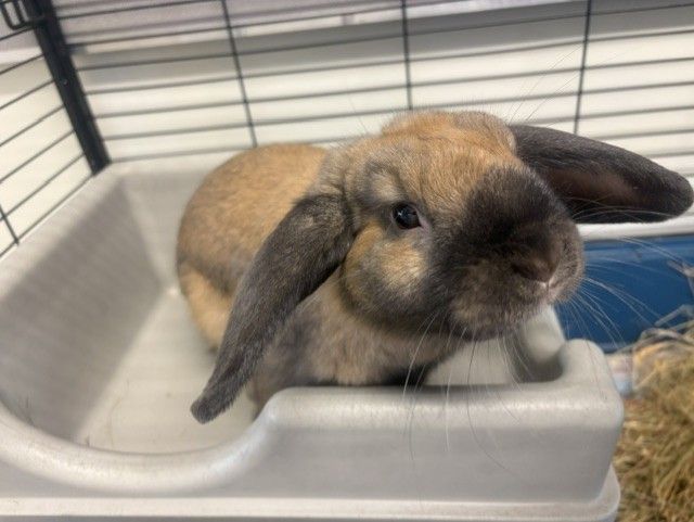 Gallery image: Brownie