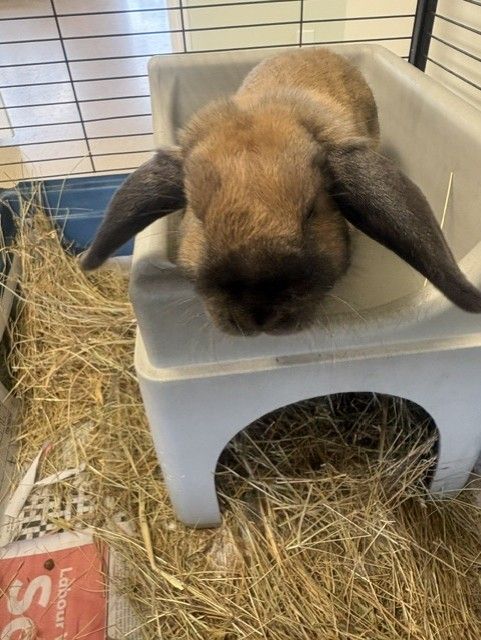 Gallery image: Brownie