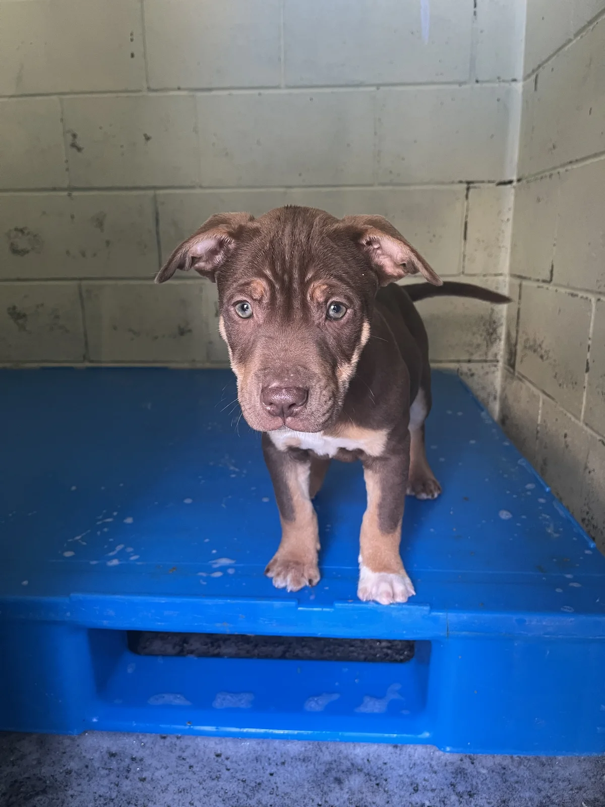 Gallery image: Moose