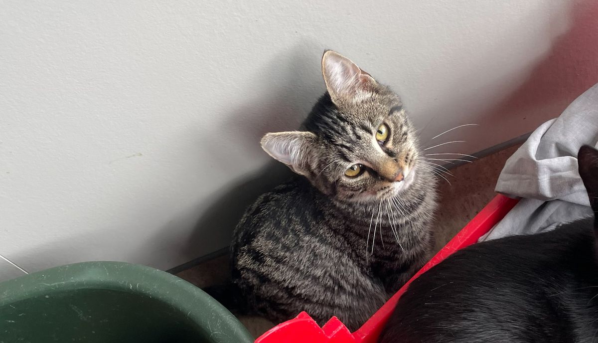 Gallery image: Kit-Kat