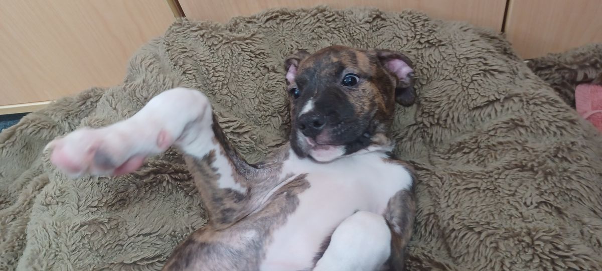 Gallery image: Patti Mayonnaise