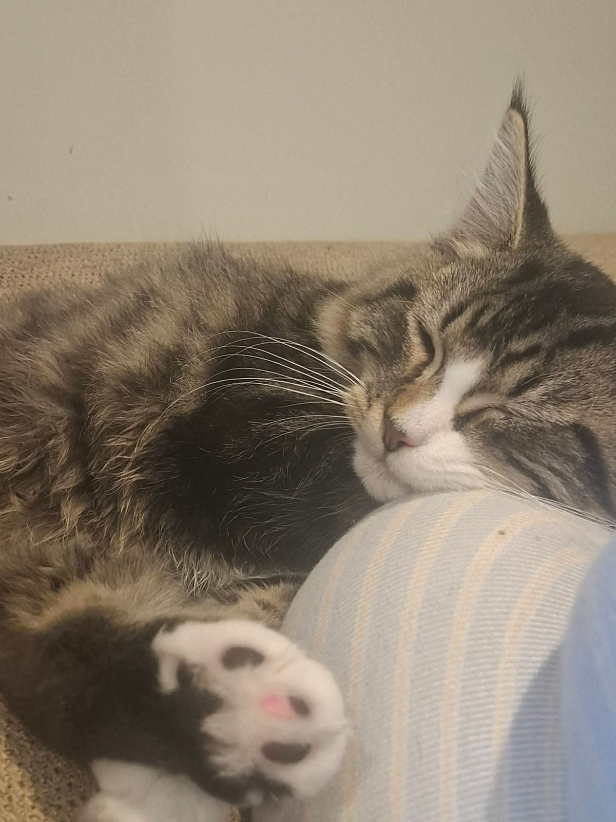 Gallery image: Clifford 