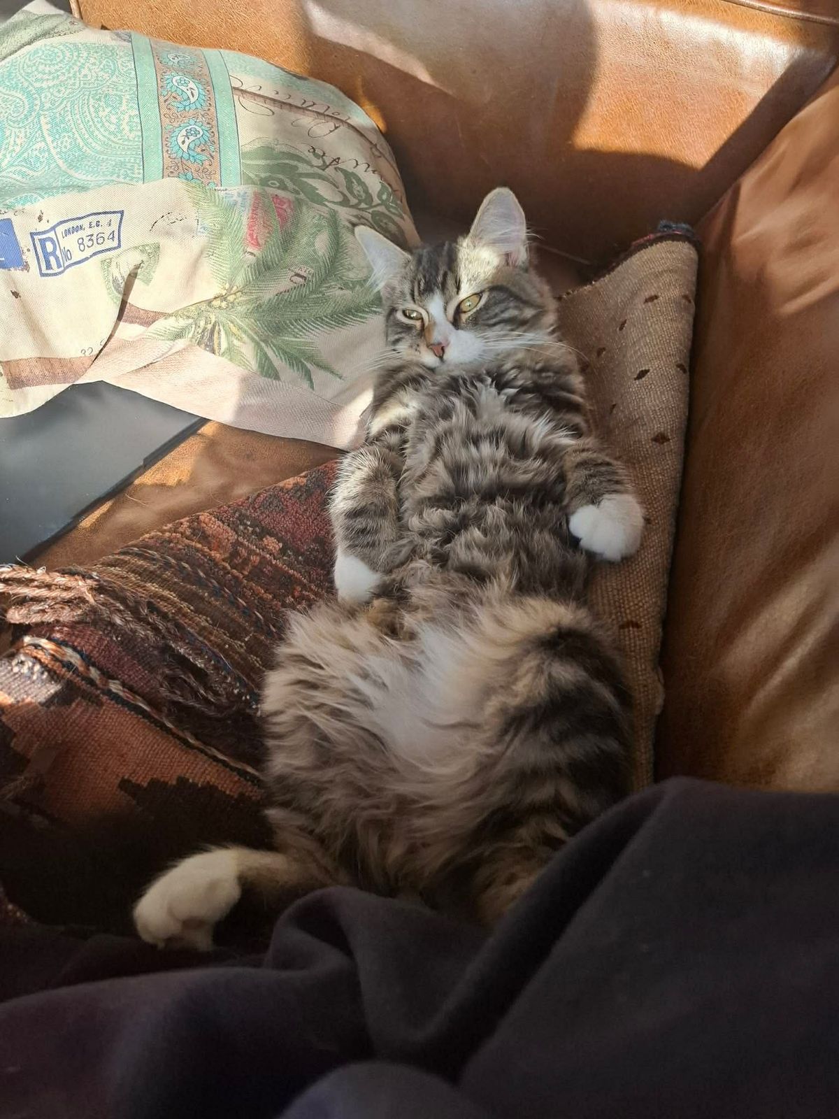 Gallery image: Clifford 