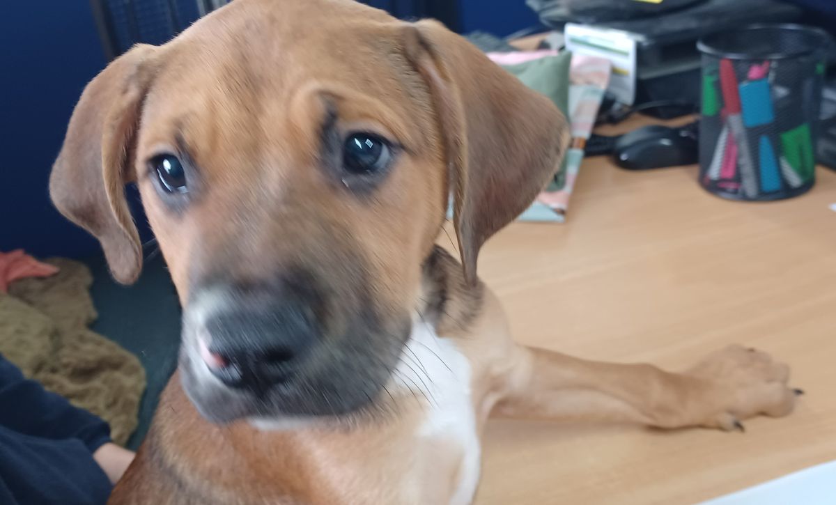 Gallery image: Porkchop