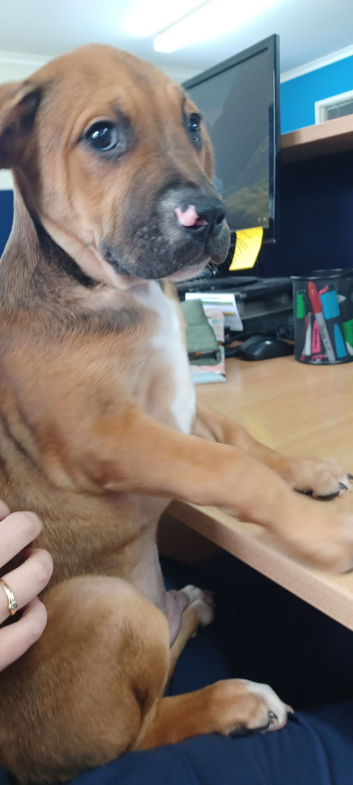 Gallery image: Porkchop