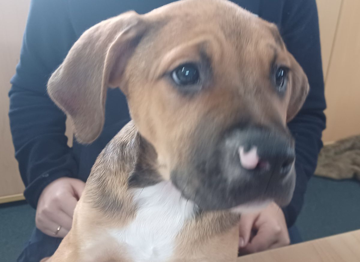 Gallery image: Porkchop