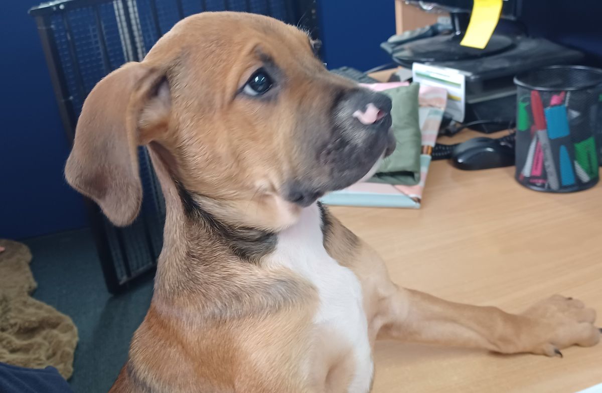 Gallery image: Porkchop