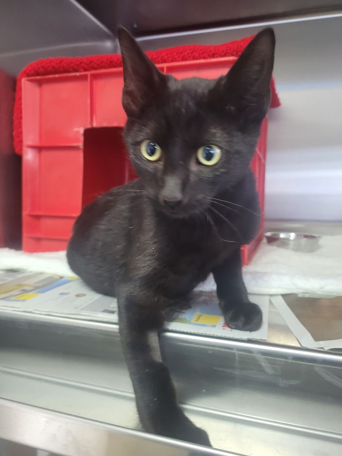 Gallery image: Ralph